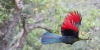 [Knysna Turaco:Loerie in full flight!]. Photographer: [André le Roux]. 