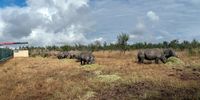 The rhinos are released into a temporary holding boma for two days to recover from the sedative drugs used during the process. This also allows vets to monitor the rhinos to ensure they are healthy before they are released into the Greater Kruger system. (Photo: Cathan Moore)