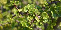 Bringing home the spekboom — Wonder plant should be a staple veggie, say researchers