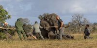 The anaesthetised bull elephant is pulled from its chest to its side. This is to help its breathing. (Photo: Shiraaz Mohamed)