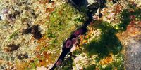Underwater magic - hidden treasures, Venus Pools, Cape Point National Park. Image: Martin Fennell, Noordhoek
