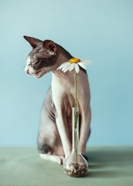 2021 Sony World Photography Professional Competition: Finalists and shortlist (Part Five)