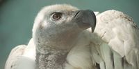 An endangered Cape Vulture basks in the afternoon sun at Eagle Encounters on Spier Wine Farm. Photographer: Willem Law. 