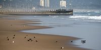 Only birds occupy Bay of Plenty beach on the Durban beach front. (Photo: Rogan Ward)