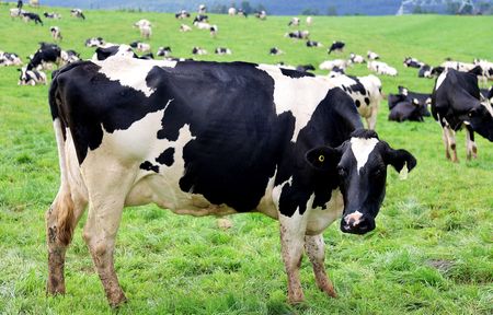 EC farmers fear a second wave of FMD amid struggle to contain rapid spread