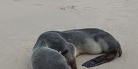 Now researchers suspect seals from that area are starting to wash up along the Eastern Cape coast while searching for food.Photo:Eastern Cape Seal