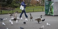 epa10445754 A person walks past birds in Regent's Park in London, Britain, 03 February 2023. According to the UK Health Security Agency (UKHSA) a recent outbreak of avian flu has led the infection spilling over into mammals, including otters and foxes in the UK with 200 recorded cases in mammals worldwide so far. The UK's national avian flu taskforce is increasing surveillance to track the spread.  EPA-EFE/TOLGA AKMEN
