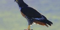 Jackal Buzzard on fence post. Soetfontein Nature Reserve, Western Cape. Image: Conrad Owens
