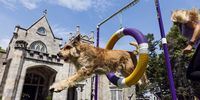 A Berger Picard named Chester his handler Christina Potter demonstrate the agility course to be used during competition at the 145th Annual Westminster Kennel Club Dog during a press preview on the grounds of the Lyndhurst Estate, a historic mansion, in Tarrytown, New York, USA, 08 June 2021. This year?s dog show was delayed from its normal time in February due to the coronavirus pandemic and is being held from 11 to 13 June 2021.  EPA-EFE/JUSTIN LANE
