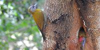 Olive Woodpeckers, Kirstenbosch.