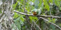 We have lift off - Böhm's bee-eater taking off. Image: Gavin Whyte