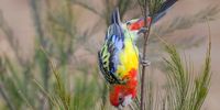 Eastern Rosella in Australia. Photographer: B Ward -Smith