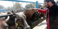 A man strokes a cow at a stable on the outskirts of Delhi, India, 14 February 2023. The Animal Welfare Board of India sent a declaration to rebrand Valentine's Day as 'Cow Hug Day' but the proposal was withdrawn after it backfired almost immediately. Cows are considered sacred by India’s majority Hindu population.  EPA-EFE/HARISH TYAGI