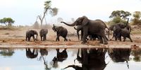 Bureaucratic delays could lead to ‘last-resort’ culling of SA elephants, Parliament is warned
