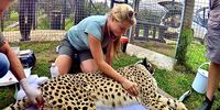 Study of cheetahs and leopards shows lead poisoning threatens wildlife and humans