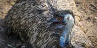 epaselect epa10424122 An emu (Dromaius novaehollandiae) rests in the Parque Lecocq, in Montevideo, Uruguay, 22 January 2023.  EPA-EFE/RAUL MARTINEZ