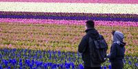 Tourists look over a colourful bulb field in Lisse, The Netherlands, 28 March 2023. The fields of hyacinths are already in full bloom.  EPA-EFE/JEFFREY GROENEWEG