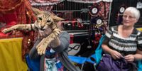 A woman picks up her cat during the Supreme Cat Show on October 28, 2017 in Birmingham, England. The one-day Supreme Cat Show is one of the largest cat fancy competitions in Europe with over one thousand cats being exhibited. Exhibitors travel from all over to enter their cats into categories including Persian, Semi-Longhair, British, Foreign, Burmese, Oriental, Siamese.  (Photo by Chris J Ratcliffe/Getty Images)