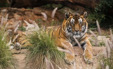 Burning bright but fading fast: Tigers illegally exported from SA as lambs for slaughter