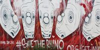 R10m windfall for African conservation after Australian ‘rhino rescue’ plan folds up