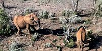 North West elephant (Don-New Madikwe)