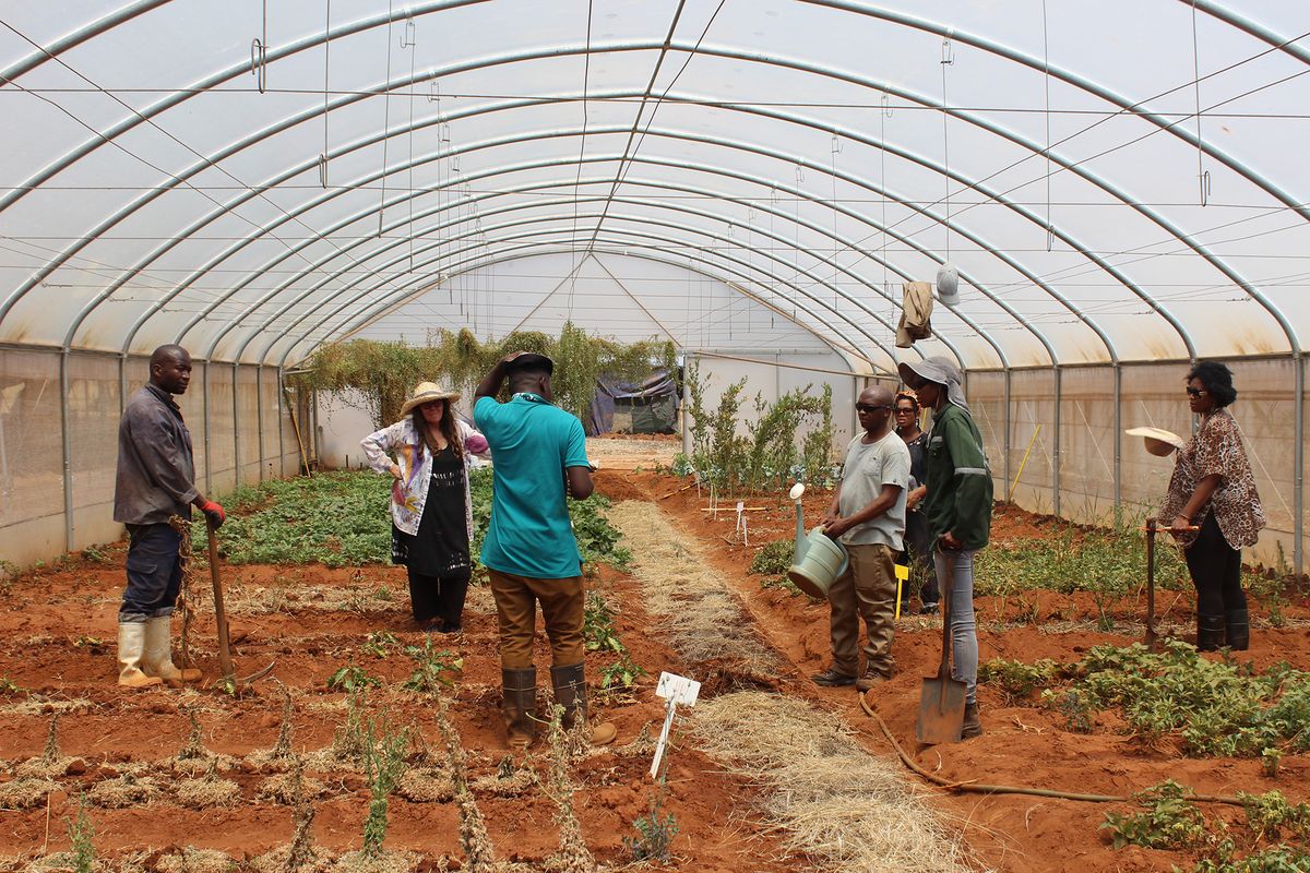 Indigenous crops: Local is not only lekker, it’s also a weapon in the ...