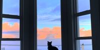 Earl Grey watches the Camps Bay sunrise. Photographer:   Chris von Ulmenstein