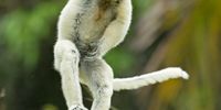 "England Cricket's latest secret weapon!'  RouseI took this photo of a dancing Verreaux Sifaka in Madagascar. (Photo: Andy Rouse)