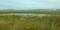 Confetti-like Cosmos flanks the highways and byways through the Free State. (Photo: supplied) 