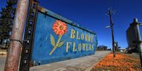 In spring, the streets of Calvinia are awash with flowers. (Photograph: Chris Marais)<br>