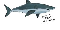A light-hearted response to negative media depictions of white sharks that was shared widely. (Illustration: Caitlin Judge)