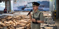 The Head of Ports and Maritime Command of Customs, Chan Tsz-tat, speaks next to seized ivory tusks, pangolins scales and dried shark fins during a press presentation at Kwai Chung Customhouse in Hong Kong, China, 05 September 2018. Hong Kong Customs and the Agriculture, Fisheries and Conservation Department (AFCD) mounted a 10-week joint anti-endangered species smuggling operation at the airport, seaport, land boundary and railway control points from June to August this year. Customs seized a total of 63 tonnes of suspected endangered tree logs, seven tonnes of pangolin scales and 25 kilograms of worked ivory, among other items.  EPA-EFE/JEROME FAVRE