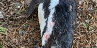 The penguins were found with bite marks. (Photo: Cape of Good Hope SPCA)