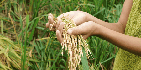 UP expert on what you need to know about food-borne risks