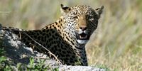 A female leopard rests on a termite hill in the Kwedi concession in the Okavango Delta, (Photo: EPA / Gernot Hensel)