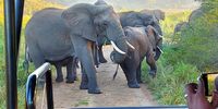 Wildlife Hluhuwe game reserve 14 May 2021. 4 of the Big 5 in less than three hours!