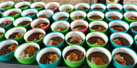 South Africa needs an emergency food plan — now