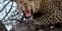 Leopard (Panthera pardus) snarling while feeding on a common warthog (Phacochoerus africanus). Mashatu Game Reserve. Northern Tuli Game Reserve.  Botswana
