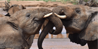 Two juvenile elephants greet each other in Buffalo Springs National Reserves in Kenya. (Photo: George Wittemyer)
