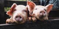 African Swine fever pigs
