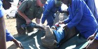 Wildlife staff at John Hume’s rhino ranch use an automatic saw to remove horns from a white rhino following veterinary sedation. (Photo: Tony Carnie)