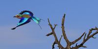 Lilac-breasted Roller (Troupant) taking off Kruger Park, 11 June 2022. Image: Johan Conradie