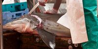 Gutting a bronze whaler, a food source of the great white. (Photo: Oliver Godfrey)