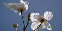 Wind flowers in the breeze. Image: Lucinda Jolly