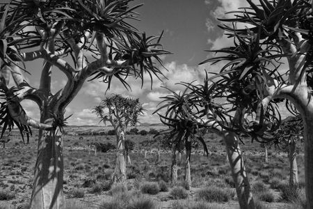 The ghost trees of Bushmanland