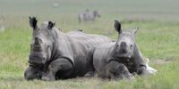White Rhino at Akagera National Park. (Photo: Drew Bantlin)