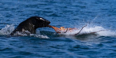 Why are we seeing an increase in aggressive behaviour by seals?