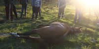 On lookers stand nextt to a horse that was attacked by fairview labourers who went on a rampage at the race course in port elizabeth Photo:Supplied