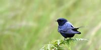 Blue Swallow – critically endangered species, taken at Roselands near Richmond in KZN. Image: Ronnie Herr