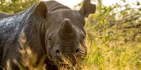 Black rhino. (Photo: Supplied)